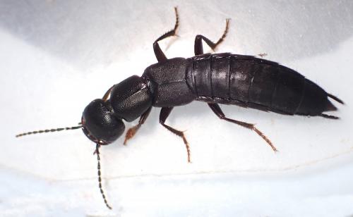 Tasgius sp.